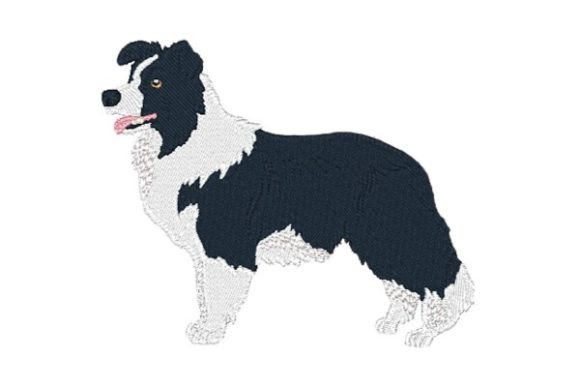 Border Collie-0410: A Seasonal Review for Holiday Collections
